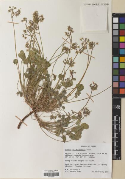Oxalis valdiviensis [Espécimen: ]