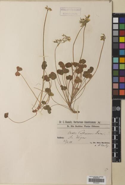Oxalis valdiviensis [Espécimen: ]