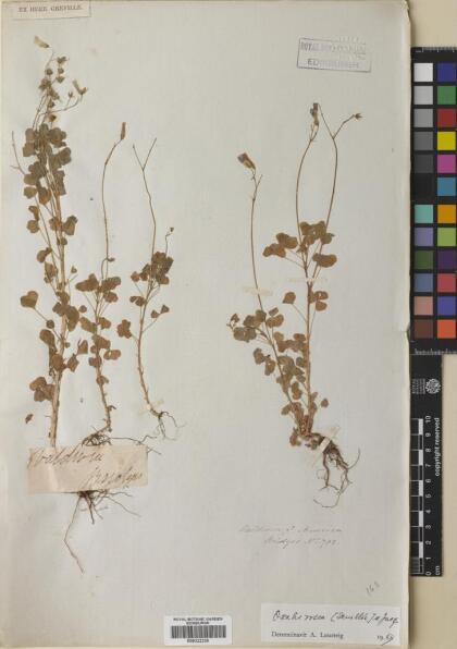 Oxalis rosea [Espécimen: ]