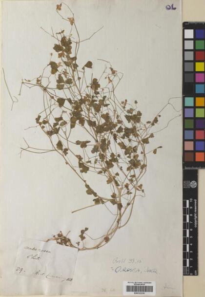 Oxalis rosea [Espécimen: ]