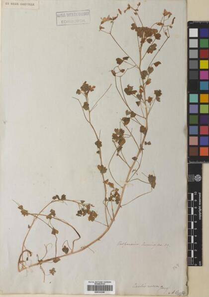 Oxalis rosea [Espécimen: ]