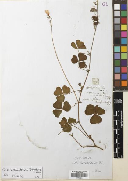 Oxalis dumetorum [Espécimen: ]