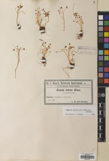 Oxalis perdicaria [Espécimen: ]