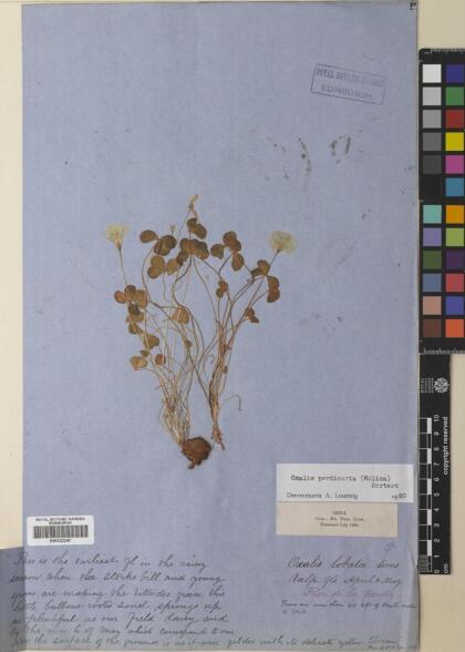 Oxalis perdicaria [Espécimen: ]