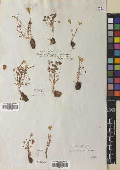 Oxalis perdicaria [Espécimen: ]