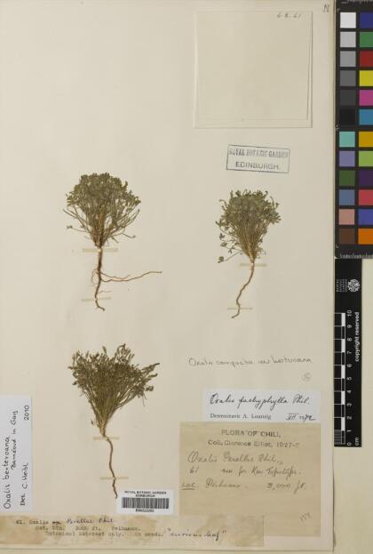 Oxalis berteroana [Espécimen: ]