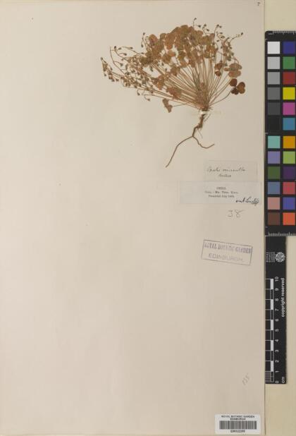 Oxalis laxa var. laxa [Espécimen: ]