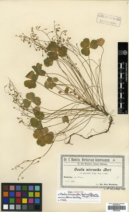 Oxalis laxa var. laxa [Espécimen: ]