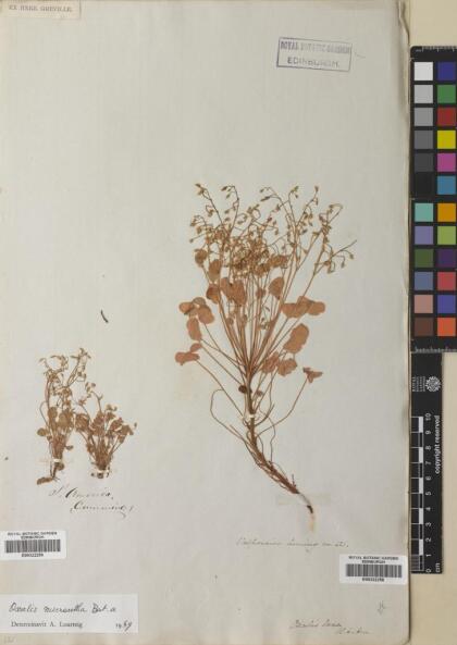 Oxalis laxa var. laxa [Espécimen: ]