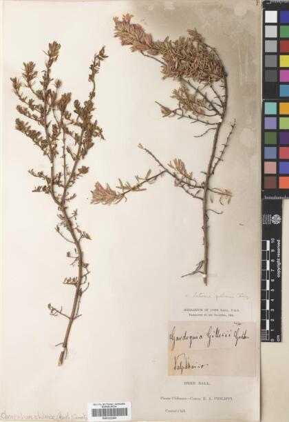 Gardoquia gilliesii [Espécimen: ]