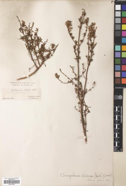 Gardoquia gilliesii [Espécimen: ]
