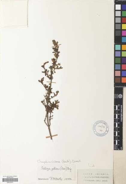 Gardoquia gilliesii [Espécimen: ]