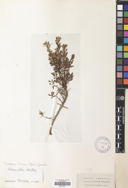 Gardoquia gilliesii [Espécimen: ]