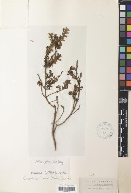 Gardoquia gilliesii [Espécimen: ]