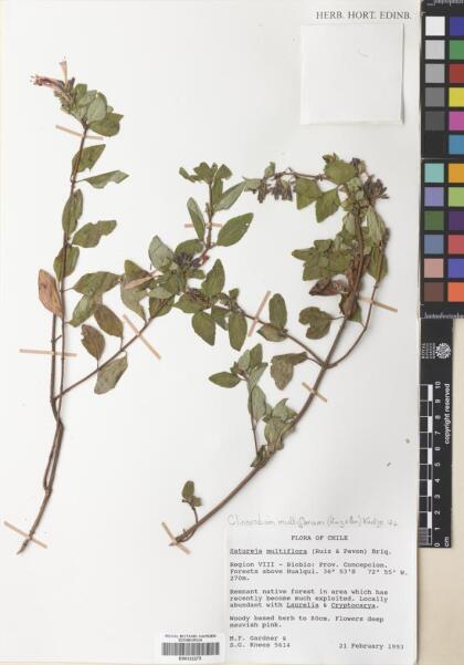 Gardoquia multiflora [Espécimen: ]