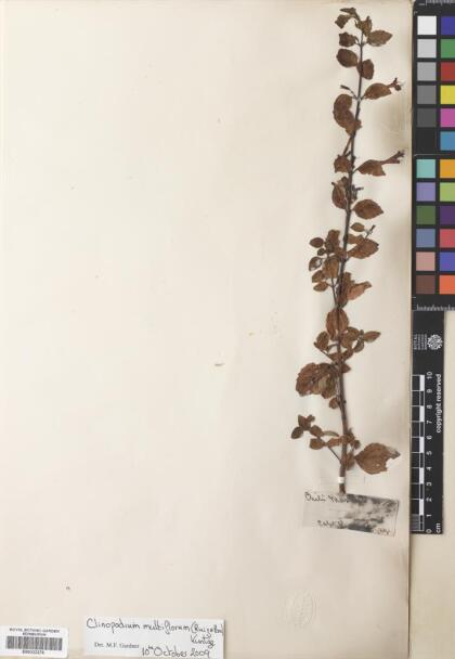 Gardoquia multiflora [Espécimen: ]