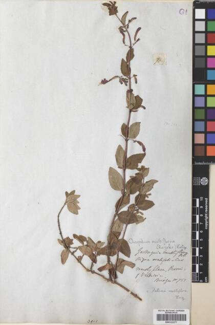 Gardoquia multiflora [Espécimen: ]