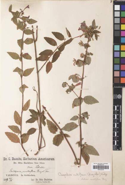 Gardoquia multiflora [Espécimen: ]