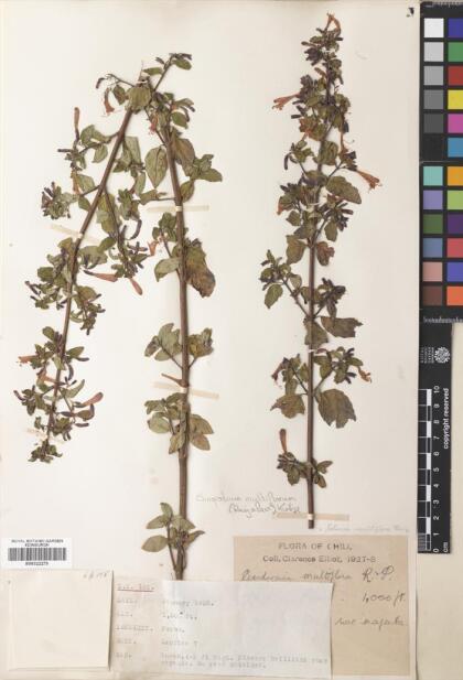 Gardoquia multiflora [Espécimen: ]