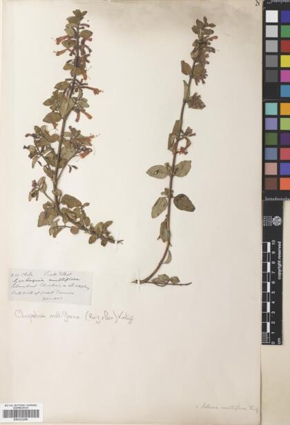 Gardoquia multiflora [Espécimen: ]
