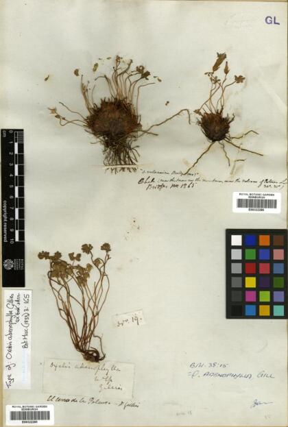 Oxalis adenophylla [Espécimen: ]