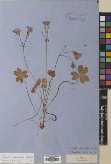 Oxalis arenaria [Espécimen: ]
