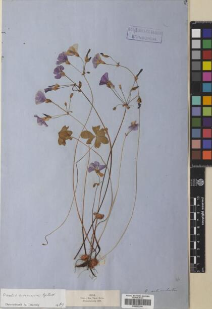 Oxalis arenaria [Espécimen: ]