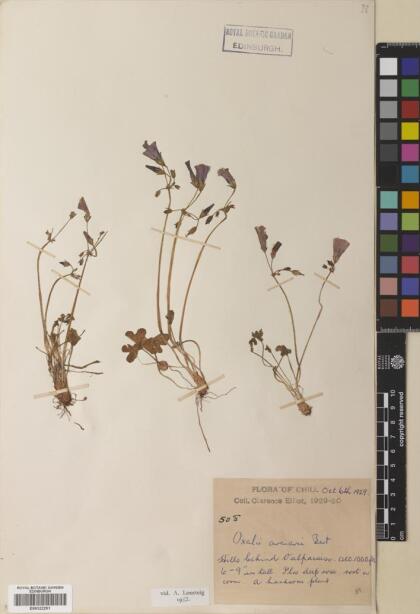 Oxalis arenaria [Espécimen: ]