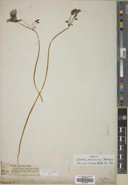 Oxalis arenaria [Espécimen: ]