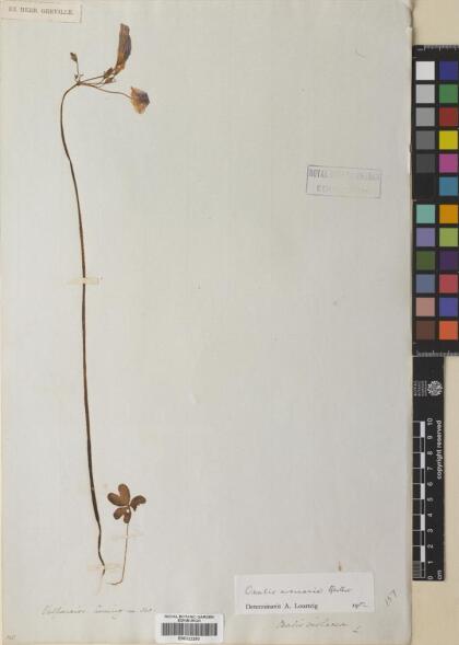 Oxalis arenaria [Espécimen: ]