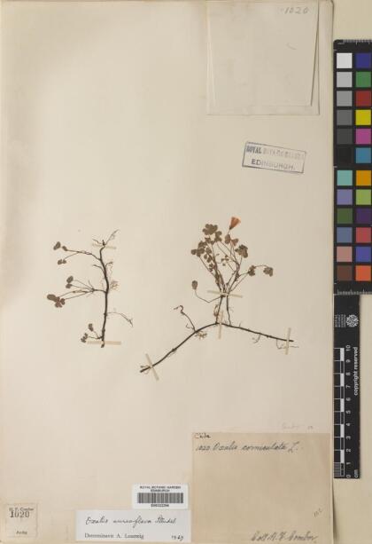 Oxalis aureoflava [Espécimen: ]