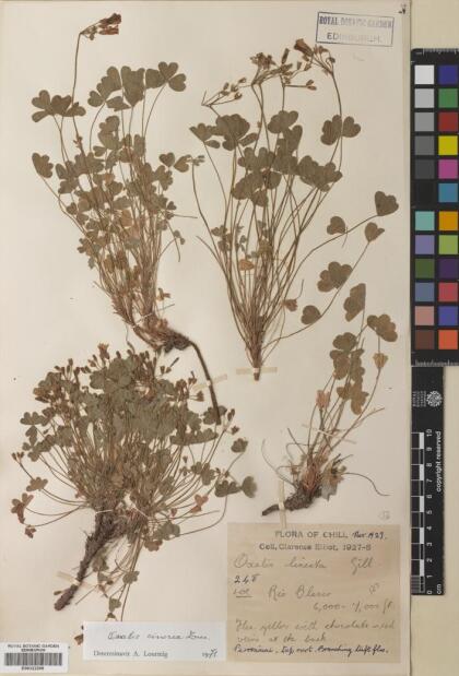 Oxalis cinerea [Espécimen: ]