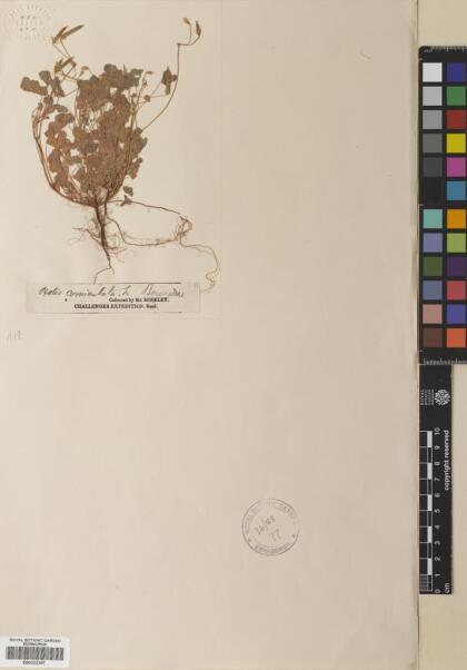Oxalis corniculata [Espécimen: ]