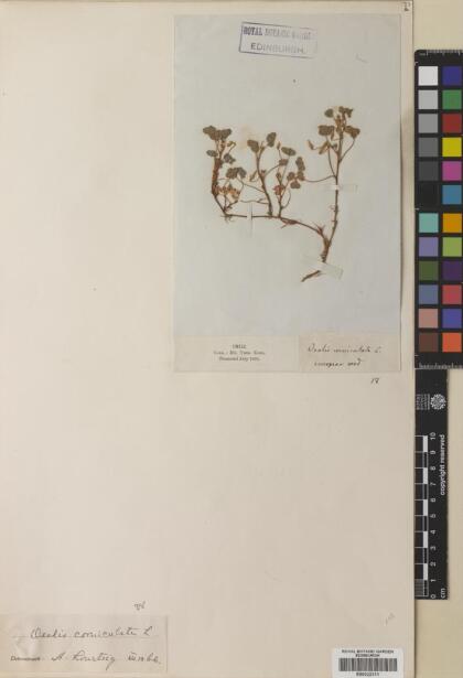 Oxalis corniculata [Espécimen: ]