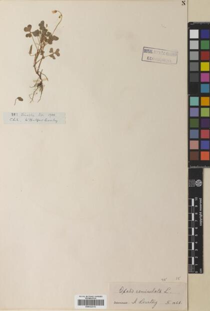 Oxalis corniculata [Espécimen: ]