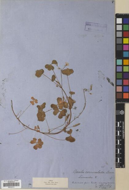 Oxalis corniculata [Espécimen: ]
