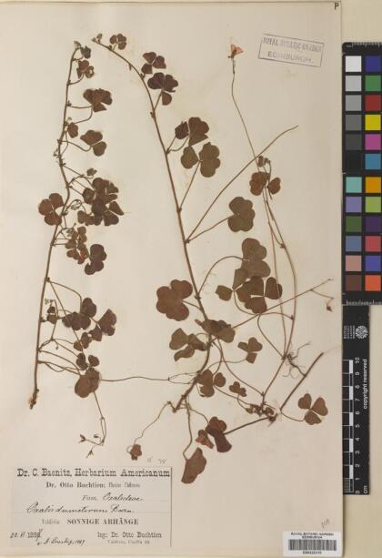 Oxalis dumetorum [Espécimen: ]