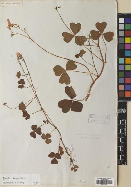 Oxalis dumetorum [Espécimen: ]