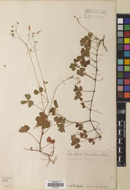 Oxalis dumetorum [Espécimen: ]