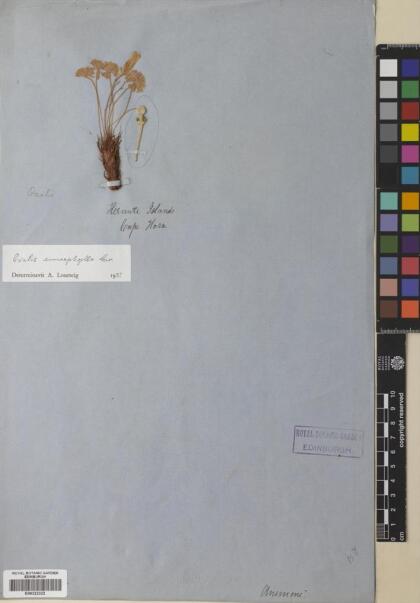 Oxalis enneaphylla [Espécimen: ]