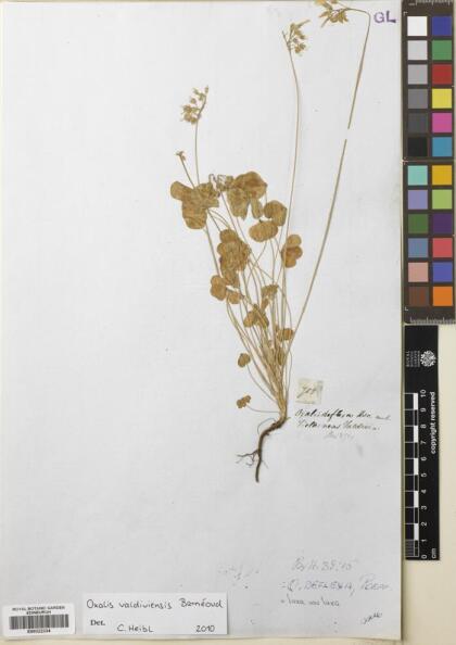 Oxalis valdiviensis [Espécimen: ]