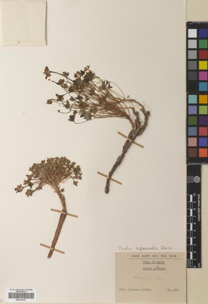 Oxalis squamata [Espécimen: ]