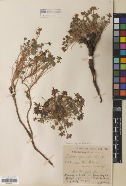 Oxalis squamata [Espécimen: ]
