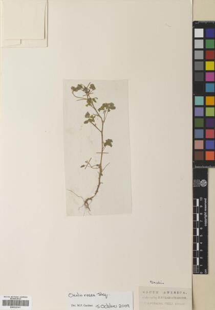 Oxalis rosea [Espécimen: ]