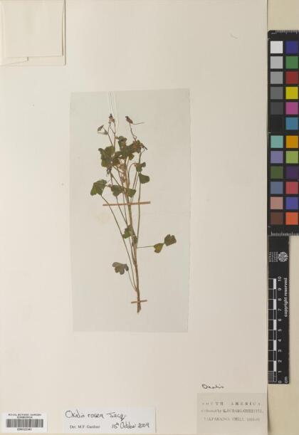 Oxalis rosea [Espécimen: ]