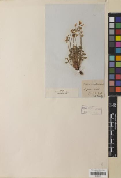 Oxalis valdiviensis [Espécimen: ]