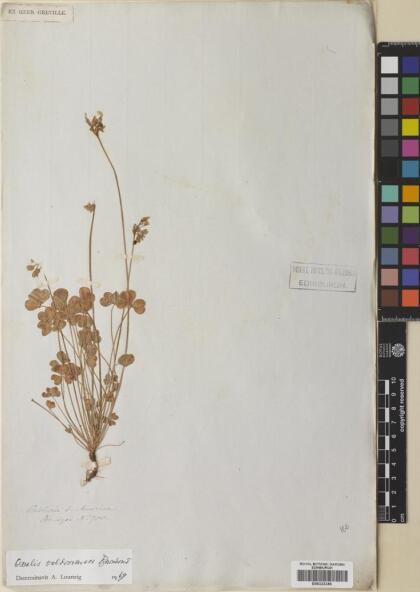 Oxalis valdiviensis [Espécimen: ]