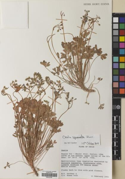 Oxalis squamata [Espécimen: ]