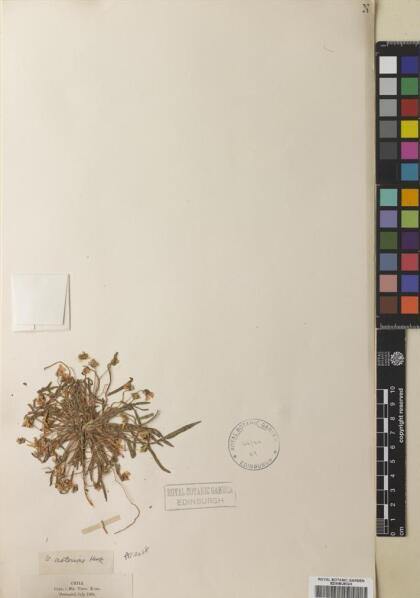 Viola pusilla [Espécimen: ]