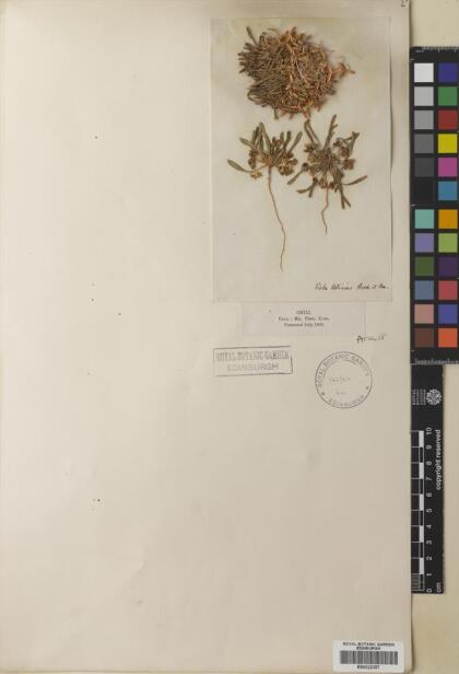 Viola pusilla [Espécimen: ]